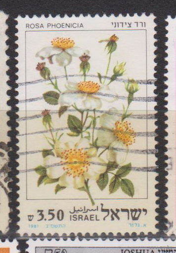 Розы цветы флора Израиль 1981 год лот 15 около 20 % от каталога по курсу 3 р
