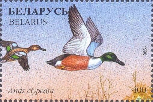 Беларусь 1996 фауна утки