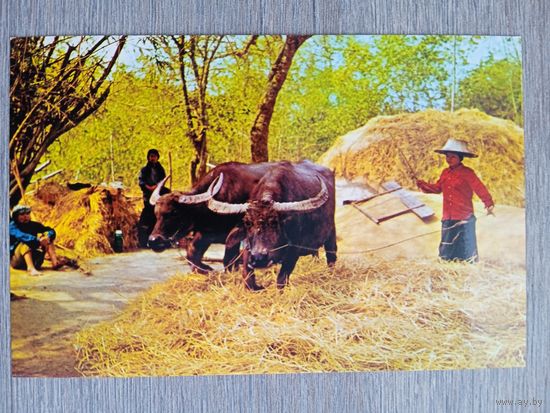 Этнография. Таиланд