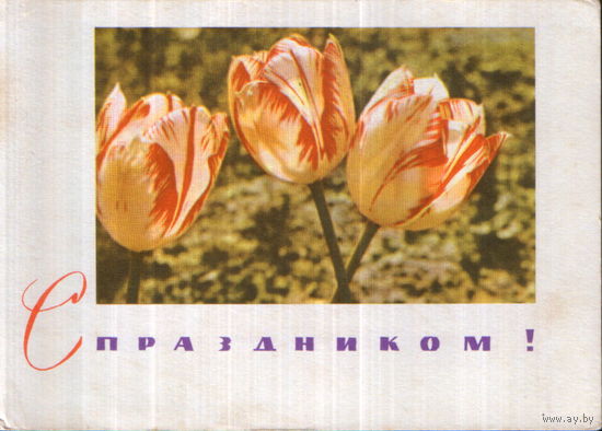 Чистая открытка 1967г. "С праздником! Тюльпаны" фото И. Кропивницкий, худ. В. Заикин