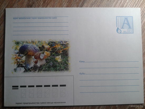 2004 хмк белый гриб