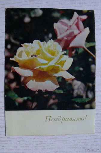 Шворак Е., Поздравляю! 1969, чистая (роза).