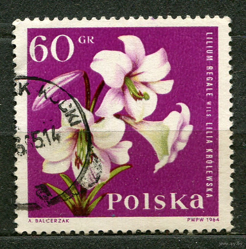 Цветы. Лилии. Польша. 1964
