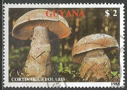 Гайана. Грибы. Паутинник. 1989г. Mi#2498.