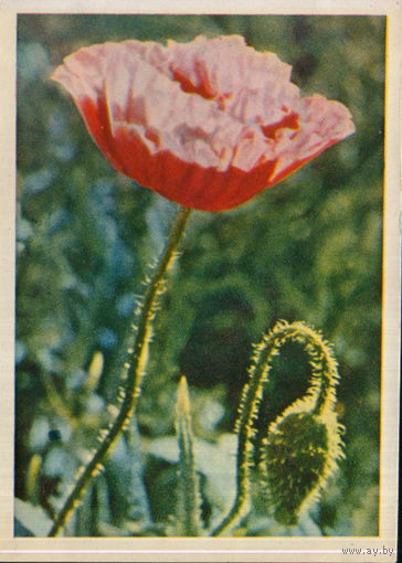 Чистая открытка 1964г. "Мак" фото Я. Гайлитис