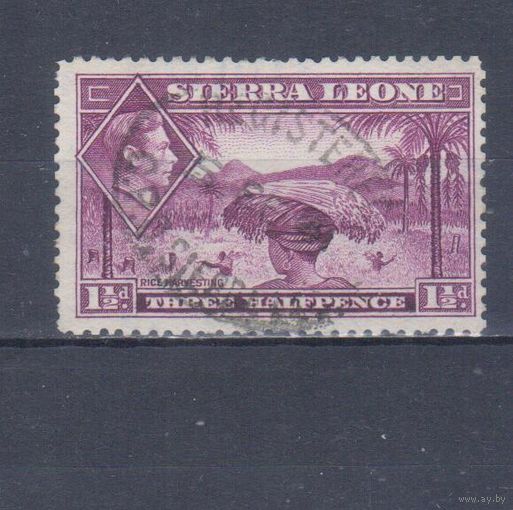 [2006] Британские колонии. Сьерра Леоне 1938. Георг VI.Уборка риса.1,5d. Гашеная марка.