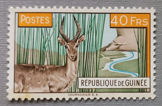 Олень. Гвинея