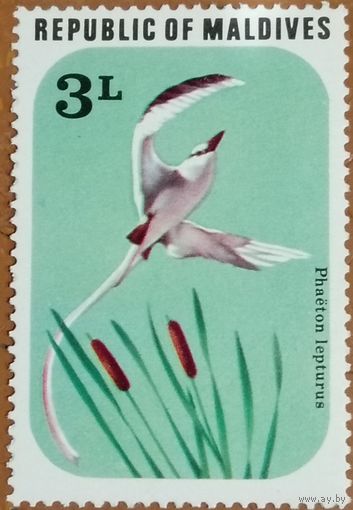 Мальдивы. Фауна. Птицы. Phaeton Lepturus