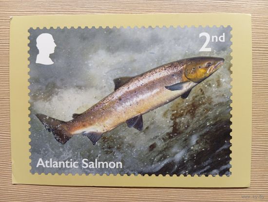 О-12. ПОДПИСАННАЯ ОТКРЫТКА. ВЕЛИКОБРИТАНИЯ. АТЛАНТИЧЕСКИЙ ЛОСОСЬ.