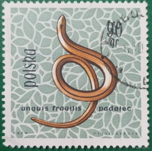 Польша. Фауна. Змеи. Anquis Fraqilis Padalec