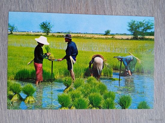 Этнография. Таиланд