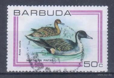 [2440] Барбуда 1980. Фауна.Птицы.Утки. Гашеная марка.