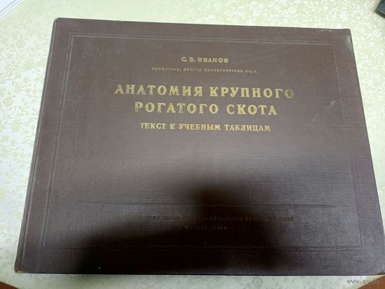 Анатомия крупного рогатого скота\031