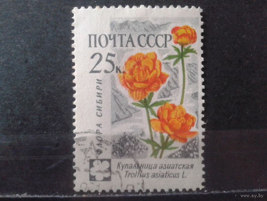 1960 Купальница