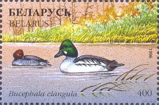 Беларусь 1996 фауна утки
