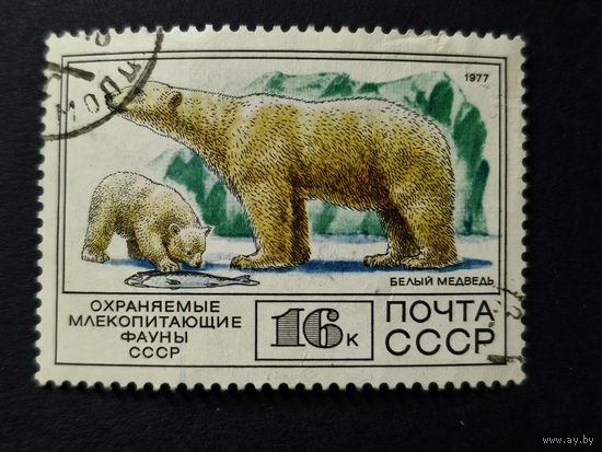 1977 СССР. Фауна. Белый медведь