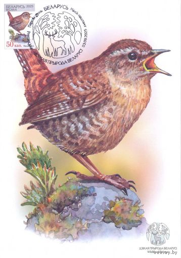 Беларусь 2025 Дикая природа фауна птицы картмаксимум крапивник