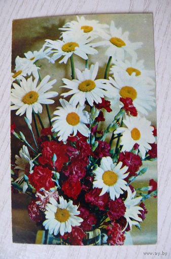 Костенко Г., Ромашки и гвоздики, 1972, чистая.