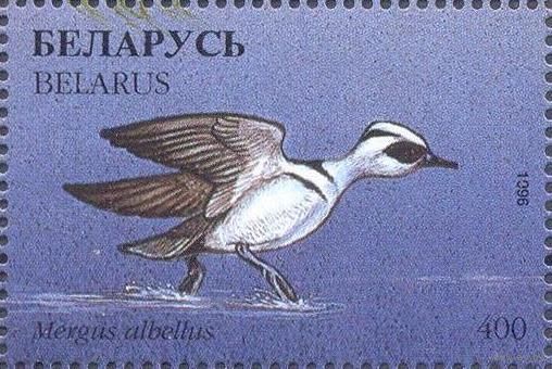 Беларусь 1996 фауна утки