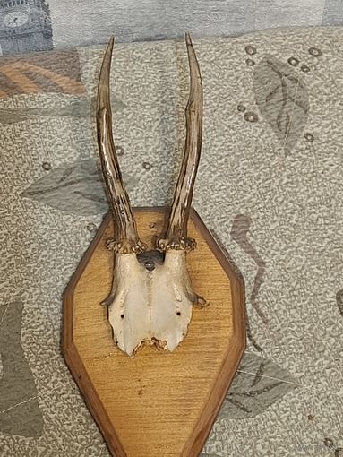 Рога косули