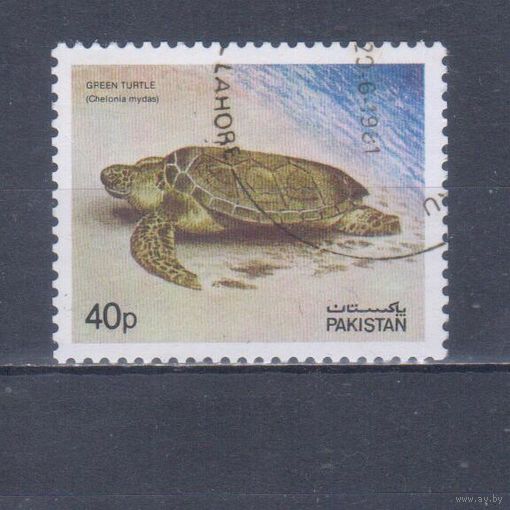 [214] Пакистан 1981. Фауна.Черепаха. Гашеная марка.