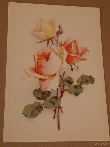 Открытка Цветок Розы Эстония Таллин Тип. Октообер 1970 г. Чистая