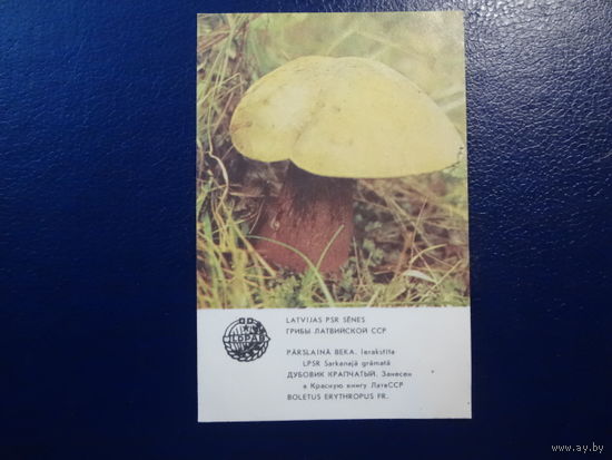 Календарик 1986 г.  Грибы Лат.ССР. Дубовик крапчатый.
