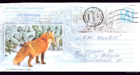 2006 год Лиса