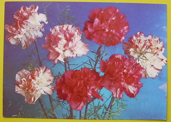 Гвоздики.  Подписанная. 1989 года.