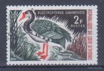 [2440] Кот д'Ивуар 1966. Фауна.Птицы.Гусь. Гашеная марка.