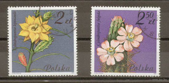 Польша.1981.Кактусы (2 марки)