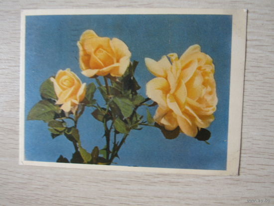 Желтые розы. Роза. 1962. Игнатович. ИЗОГИЗ