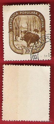 Румыния 1955 Месяц леса