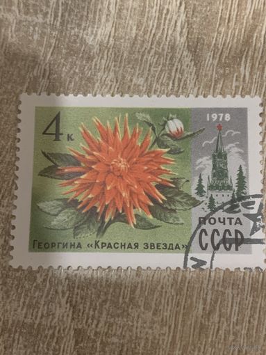 СССР 1978. Георгина Красная звезда. Марка из серии