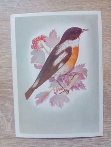 Сущенко 1981 чистая