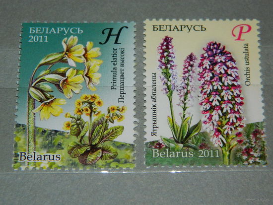 2011 Беларусь 862 - 863 Флора Охраняемые растения Первоцвет Ятрышник серия 2 м **