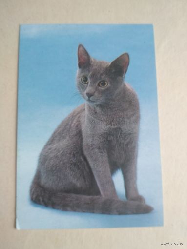 Карманный календарик.Кошки.1995 год
