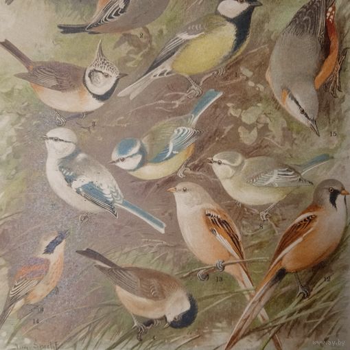 Синица... Ремезъ. Поползень... Литография СПБ. Энциклопедическая гравюра конец 19века 29х21см.