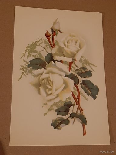 Открытка Цветок Розы Эстония Таллин Тип. Октообер 1970 г. Чистая