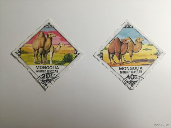 Монголия 1978. Верблюды