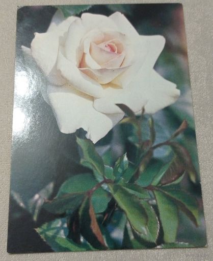 Фото Матанова Н., Роза "Шванензее" (серия "Из коллекции Главного Ботанического сада АН СССР"), 1983, чистая.