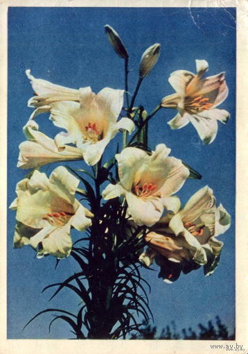 Лилия. Игнатович Е. Правда, 1965.