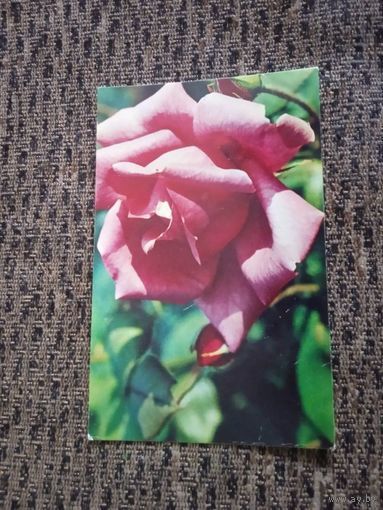 Открытка Роза "Климентина" Н. Матанова.