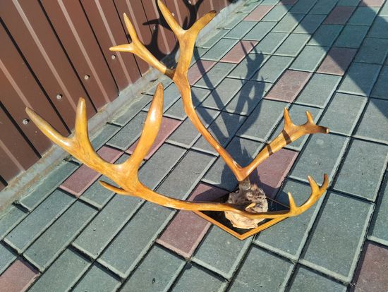 Рога северного оленя