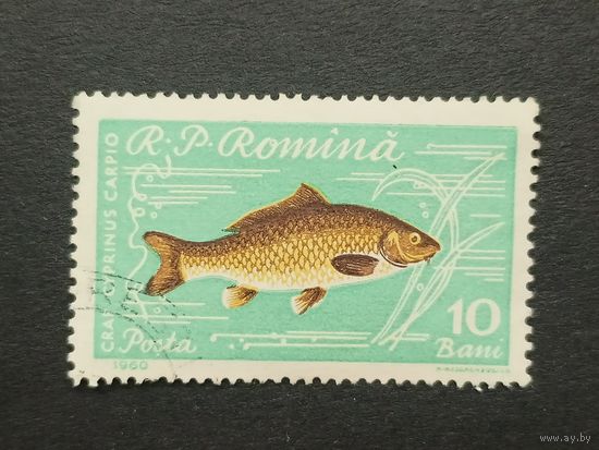 Румыния 1960. Рыба. Сазан