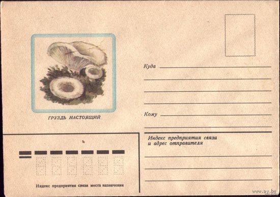 1982 год Груздь настоящий