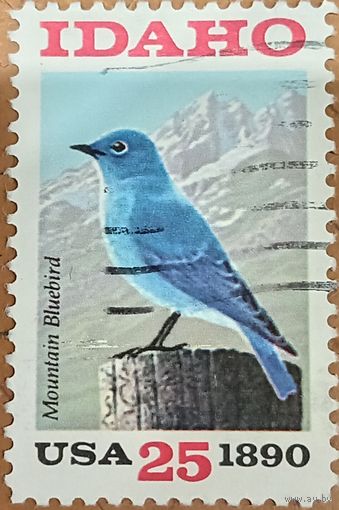 США. Фауна. Птицы. Mountain Bluebird