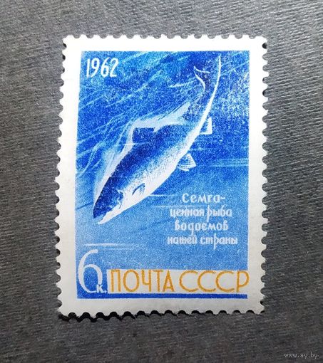 Марка СССР 1962 год Рыба