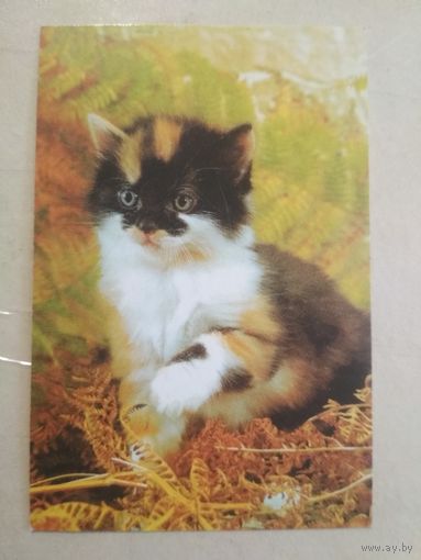Карманный календарик. Кошки . 1996 год