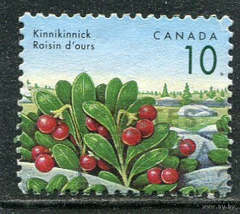 Канада. Ягоды. Брусника